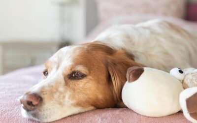 Douleur chez le chien : comment la reconnaître et la soulager grâce à l’observation du comportement
