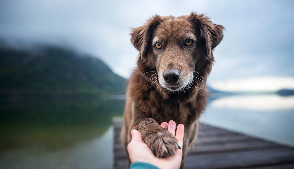 chien qui donne la patte contrôle relation homme-chien