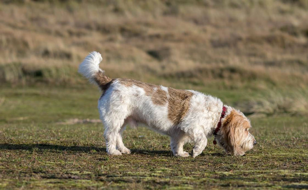 Chien-qui-renifle flair