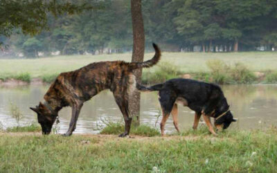 Activité olfactive pour chien : 5 idées pour stimuler son flair