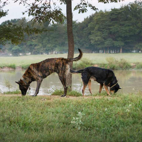 photo de Fabienne et Bibou Place aux chiens comportementaliste