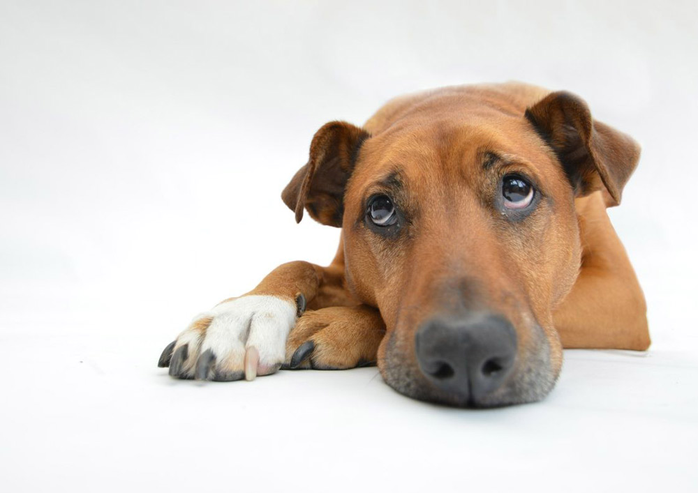 Douleur-chez-le-chien