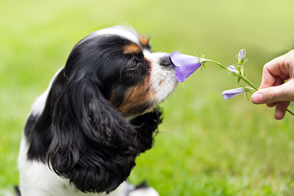Épagneul-cavalier-mignon-sentant-la-fleur