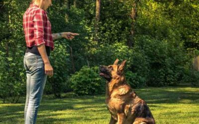Contrôle ou lâcher-prise : quelle relation souhaitez-vous construire avec votre chien ?