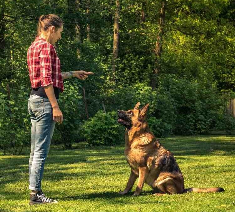 Contrôle ou lâcher-prise : quelle relation souhaitez-vous construire avec votre chien ?