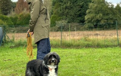 Pourquoi faire appel à une comportementaliste-éducatrice pour son chien ?