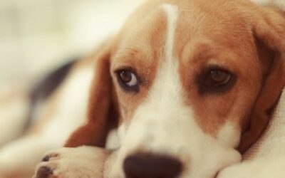 Douleur chez le chien : comment la reconnaître et la soulager grâce à l’observation du comportement
