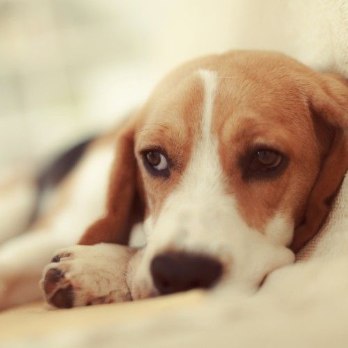 Douleur chez le chien la reconnaître et la soulager