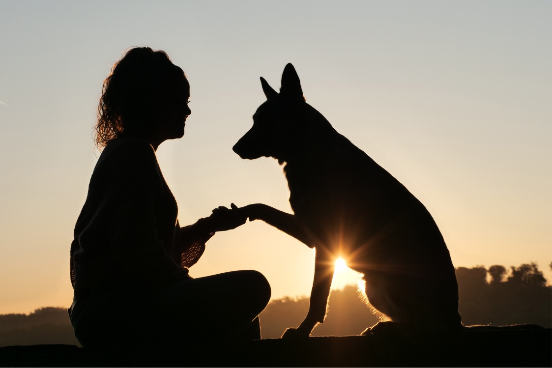 Femme et chien qui donne la patte Femme et chien qui donne la patte sous coucher de soleil