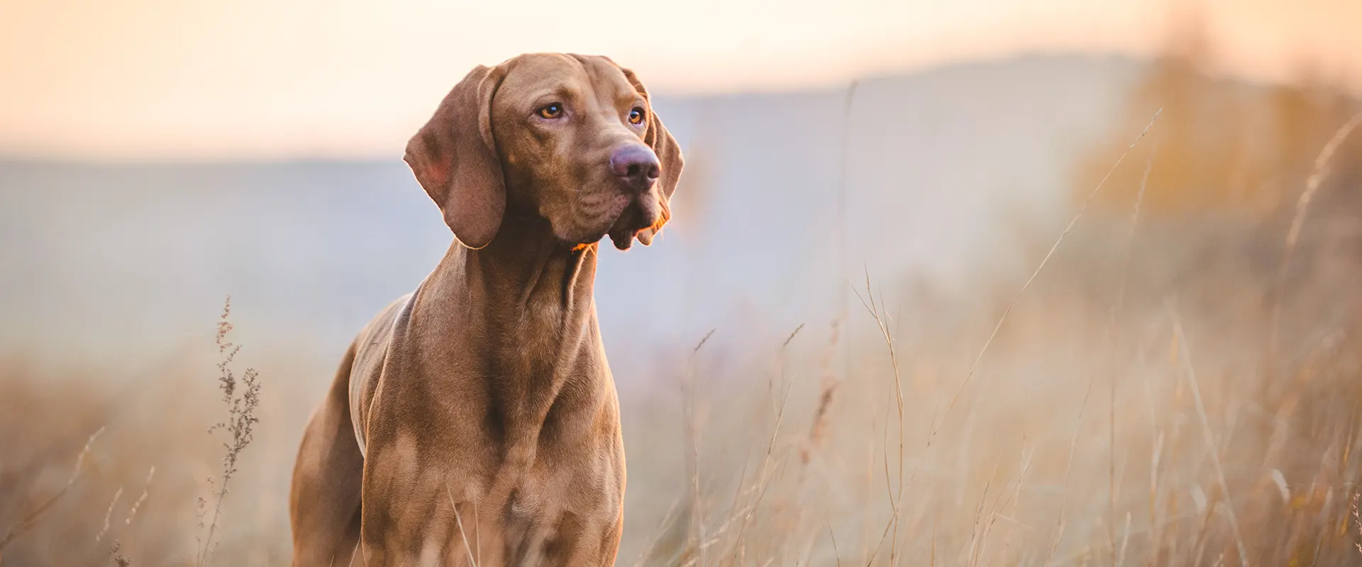 Gros plan sur chien beige Gros plan sur chien beige